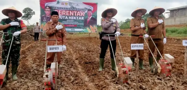 Dinas Pertanian Muratara Launching Lahan Jagung Siap Tanam di Desa Lesung Batu Muda